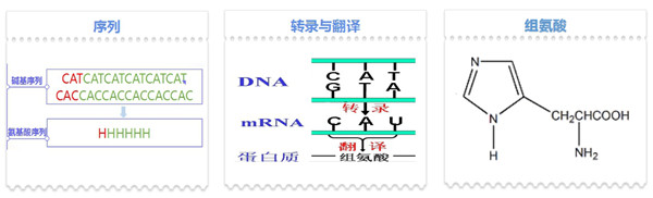His標簽蛋白定量.jpg