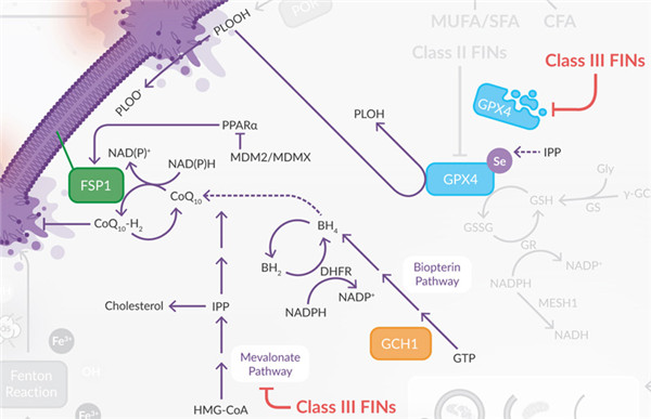 MVA途徑和FSP1共同調控CoQ10生成和GPX4蛋白質的成熟.jpg