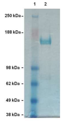 純化的重組Cas9蛋白.png