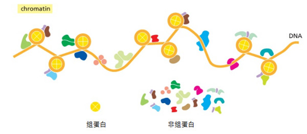 組蛋白.jpg
