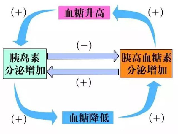 胰島素和胰高血糖素.jpg