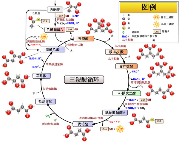 三羧酸循環.jpg