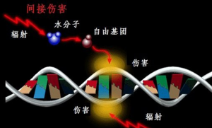DNA/RNA損傷