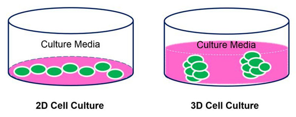 3D細胞培養