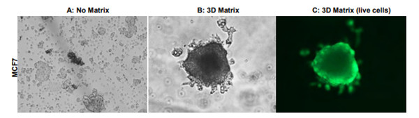 MBS846804（專利的Duo-Matrix基質）
