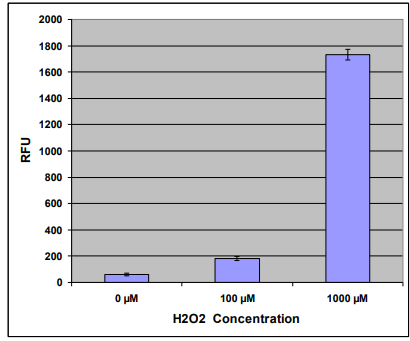 用H2O2處理的HeLa細胞中的ROS