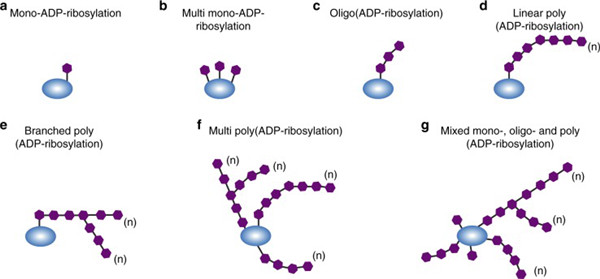 ADP-核糖
