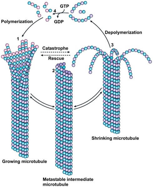 tubulin.jpg
