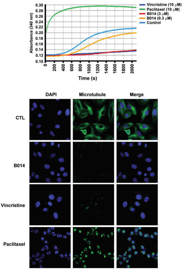 British-tubulin.png