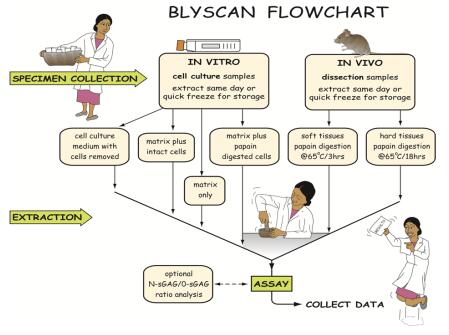 Blyscan檢測流程圖