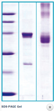 SDS-PAGE.png