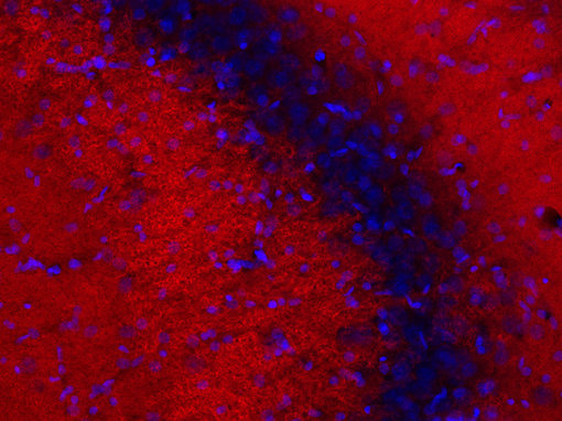 PSD95 FluoTag-X2 抗體 IHC