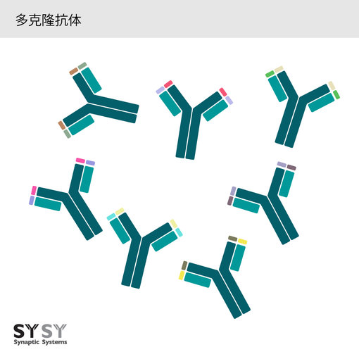 sysy多克隆抗體