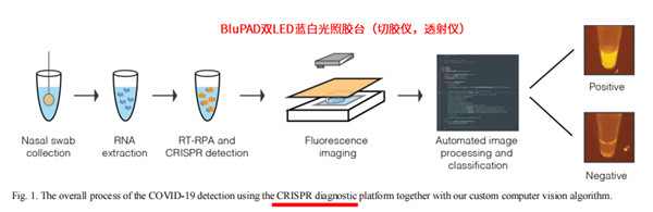 CRISPR分子診斷：熒光觀測（提供暗室） 