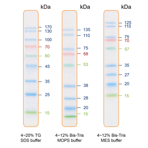 IRIS9 Plus 預染蛋白ladder(9條預染條帶，)