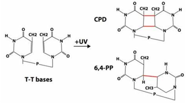 誘導DNA 損傷