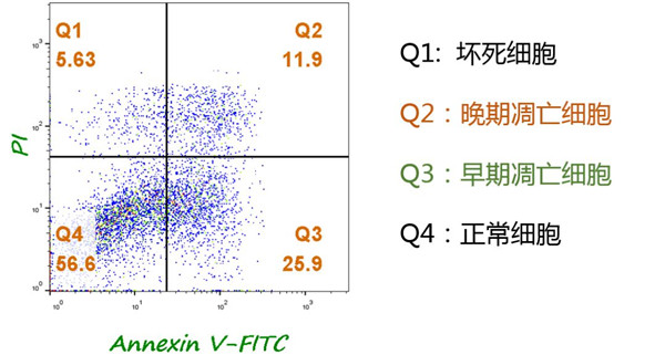 Annexin V-FITC/PI雙染流式分析細胞凋亡