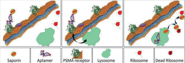 用靶向毒素評估RNA適體（RNA aptamer）的內化功能(體外實驗)