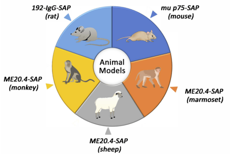 通過Saporin綴合物創建的各種動物模型的圖表