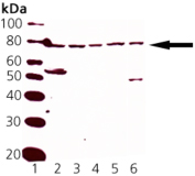 Nrf2的蛋白質印跡分析