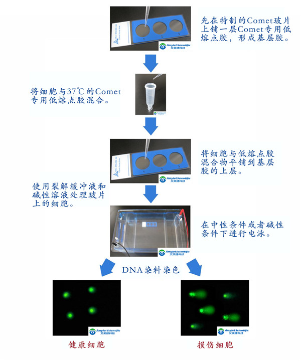 彗星實驗原理與流程示意圖