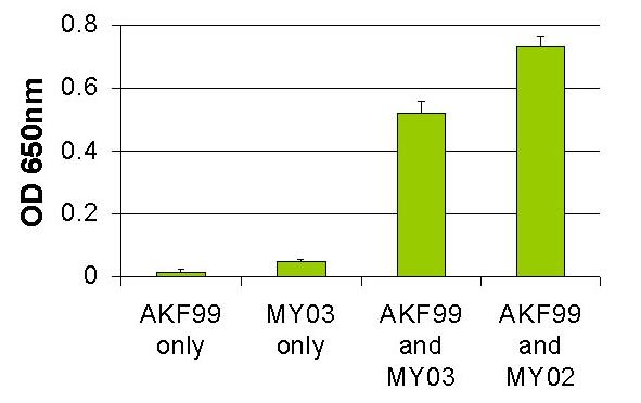 AKF99激活肌球蛋白ATP酶反應