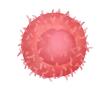 B Cells.jpg