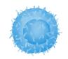T Cells.jpg