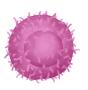 CD4+ T Cells.jpg