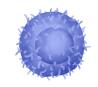 CD8+ T Cells.jpg