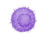 TReg cells.jpg