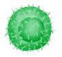 γδ T Cells.jpg