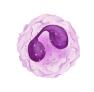 Eosinophils.jpg