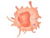 Macrophages.jpg