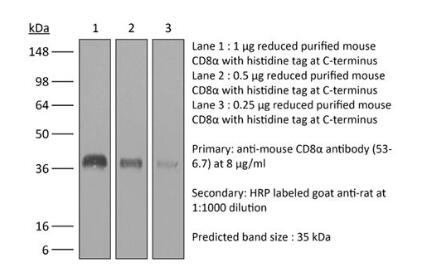 體內單克隆抗體抗小鼠CD8α