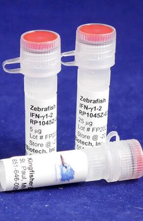 IFN γ 1-2.jpg