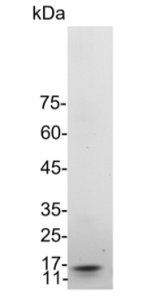 GMP Figure.png