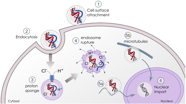 endocytosis.png