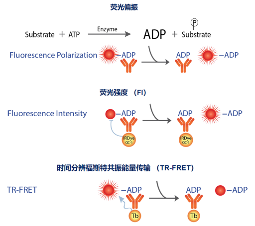  Transcreener ADP 2激酶檢測試劑盒