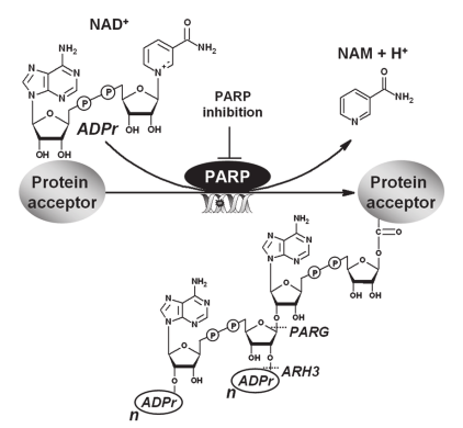 Poly (ADP-Ribose) ELISA試劑盒