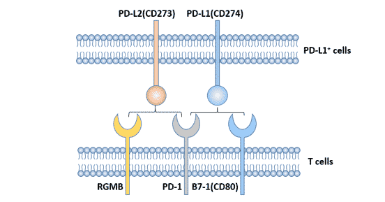 PD-L1體內抗體