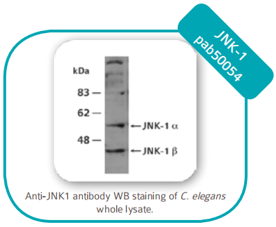 Enzyme-linked immunosorbent assay 酶聯免疫吸附測定 