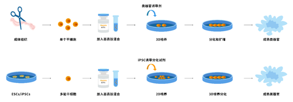 低生長因子，基質膠