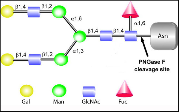 PNGase F.png