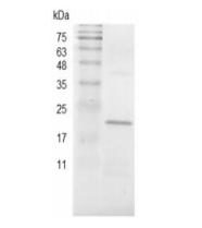 重組豬BMP-4的SDS-PAGE分析