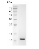 重組豬轉化生長因子β1的SDS-PAGE分析