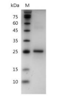 重組小鼠IL-34的SDS-PAGE分析
