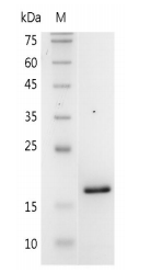 重組小鼠白細胞介素-3 6α的SDS-PAGE分析