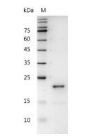 重組人IL-28B的SDS-PAGE分析