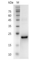 重組人IL-29的SDS-PAGE分析